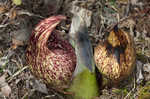 Skunk cabbage